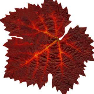 Sarkanais vīnogulājs