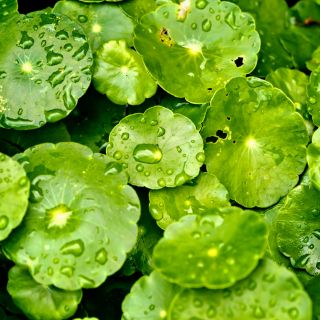 Āzijas centella